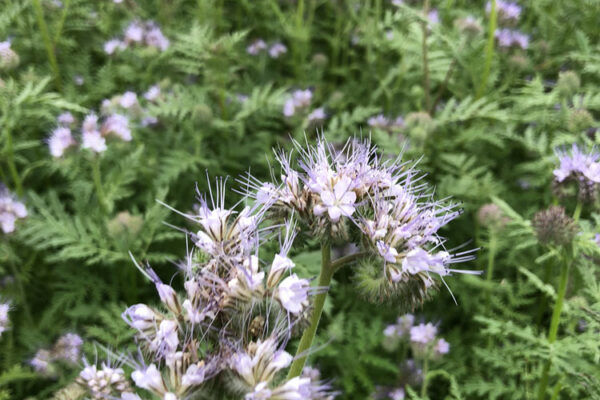 Phacelia